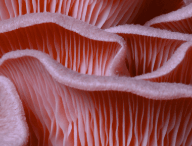Flesh-Eating Fungi: A Guide to Carnivorous Mushrooms
