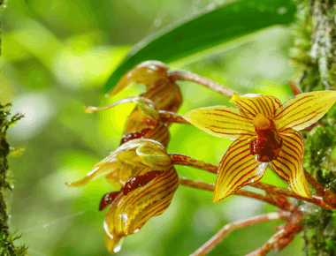 The Symbiotic Relationship Between Fungi and Orchids Could Help Save Endangered Populations