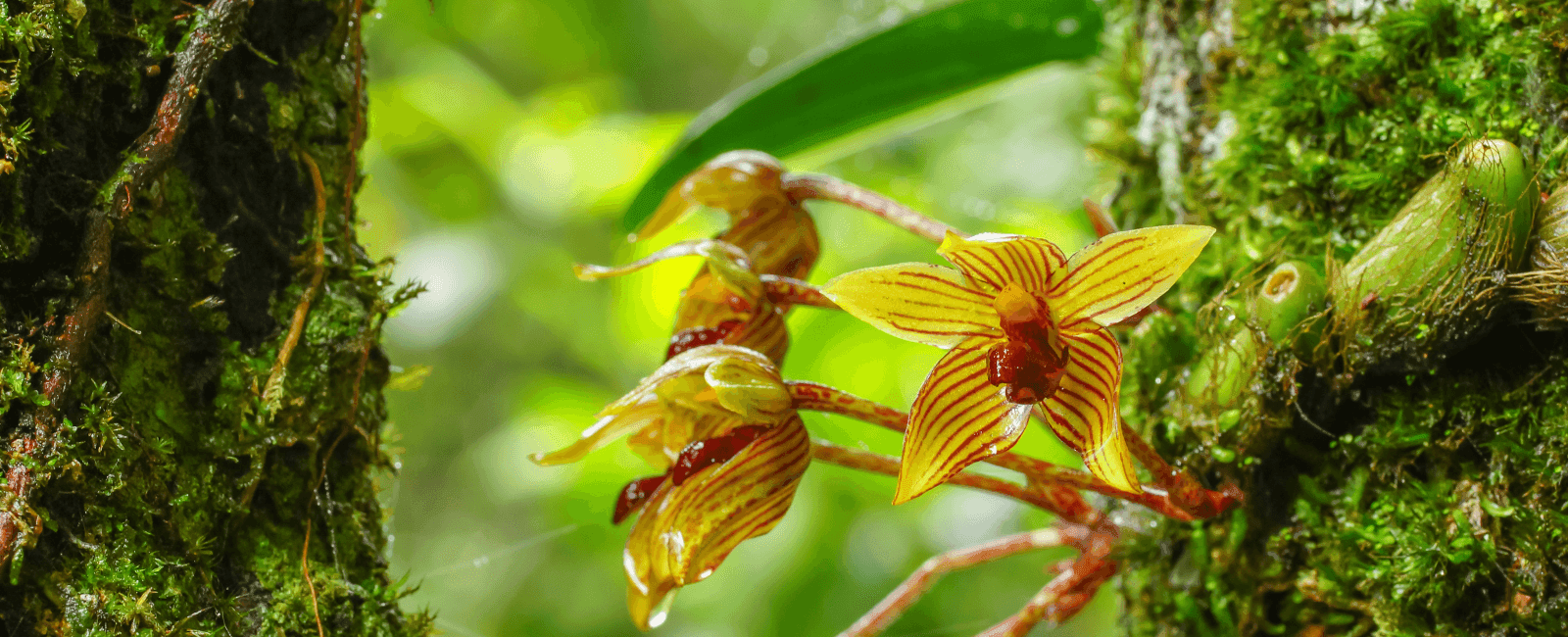 The Symbiotic Relationship Between Fungi and Orchids Could Help Save Endangered Populations