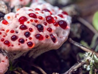 The Complete Guide to Bleeding Tooth Fungus