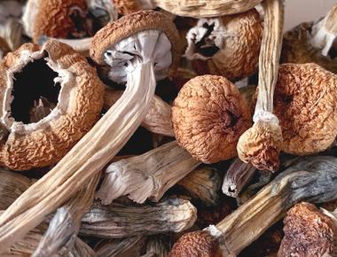 The Complete Guide to Penis Envy Mushrooms
