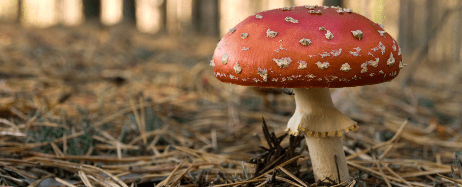 A Complete Guide to Identifying and Avoiding Toxic Mushrooms