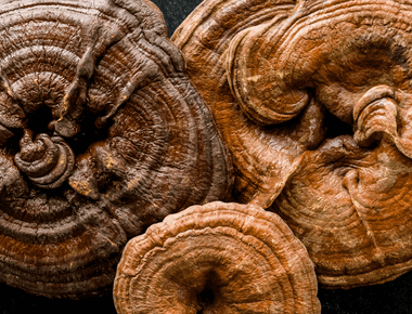 Mark Your Calendars! The 2nd Annual Texas Mushroom Conference Returns to Austin This May