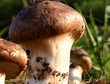 The Complete Guide to Matsutake Mushrooms