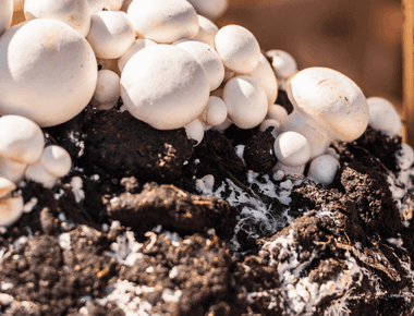 Mushroom Substrate Waste Proves Efficient at Breaking Down Water Pollutants