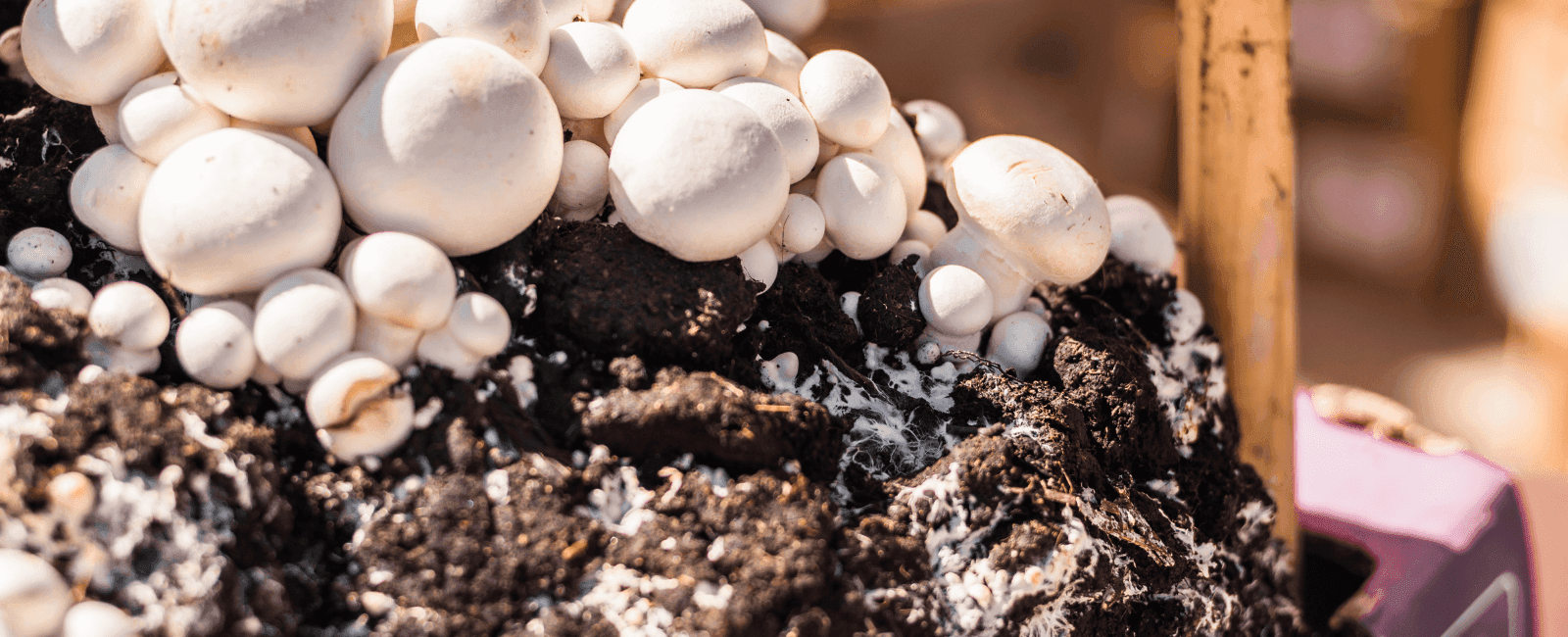Mushroom Substrate Waste Proves Efficient at Breaking Down Water Pollutants