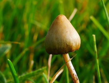 The Complete Guide to Liberty Cap Mushrooms