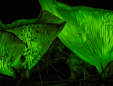These Bioluminescent Mushrooms Glow in the Dark