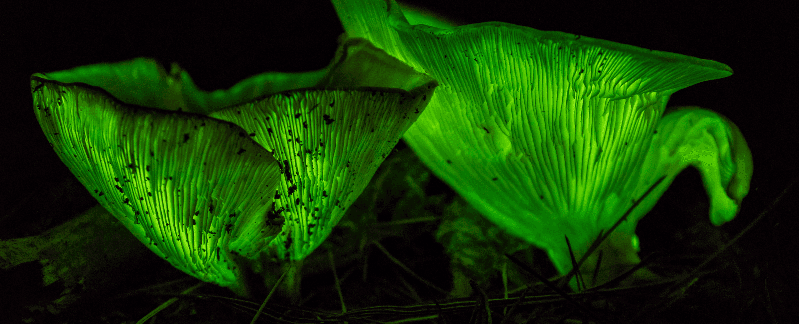 These Bioluminescent Mushrooms Glow in the Dark