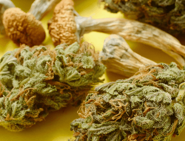 Senate Committee Proposes Veteran Medical Cannabis Accessibility, Psychedelics Research, and Hemp Genetics Innovation