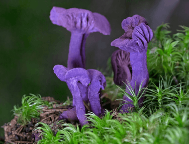 ROY G. BIV: The World's 16 Most Colorful Fungi