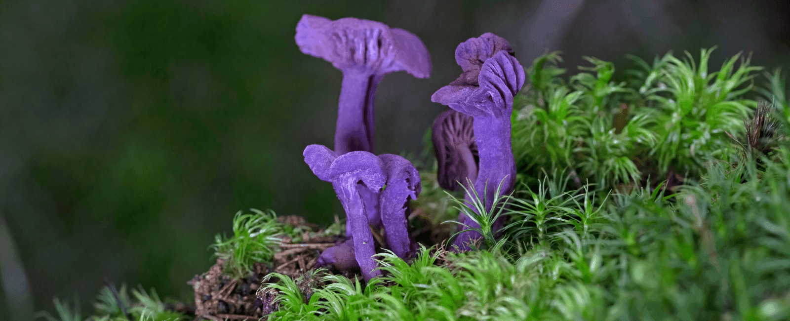 ROY G. BIV: The World's 16 Most Colorful Fungi