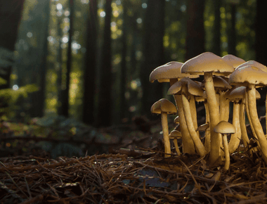 The Role of Melatonin in Fungi