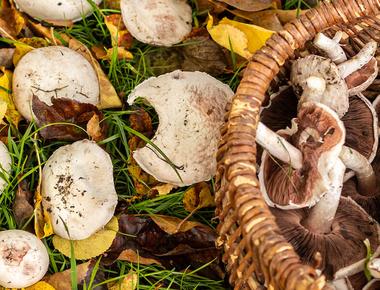 The Complete Guide to Agaricus Campestris