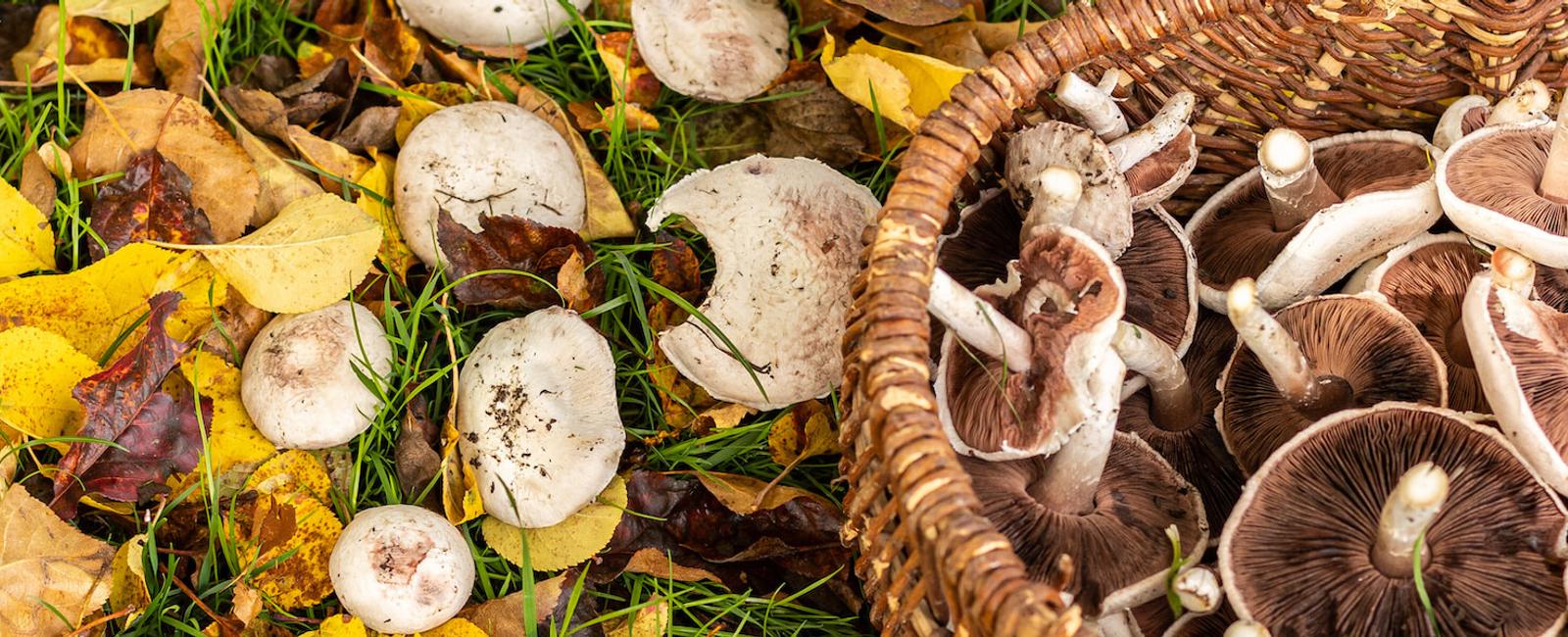 The Complete Guide to Agaricus Campestris