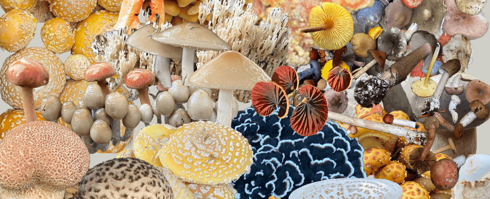 Mushrooms in the Bedroom: A Guide to Fungi Aphrodisiacs