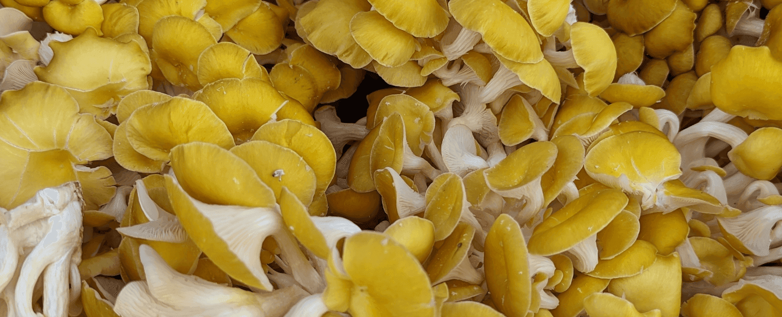 Concerns Rise as Golden Oyster Mushrooms Spread Across North America