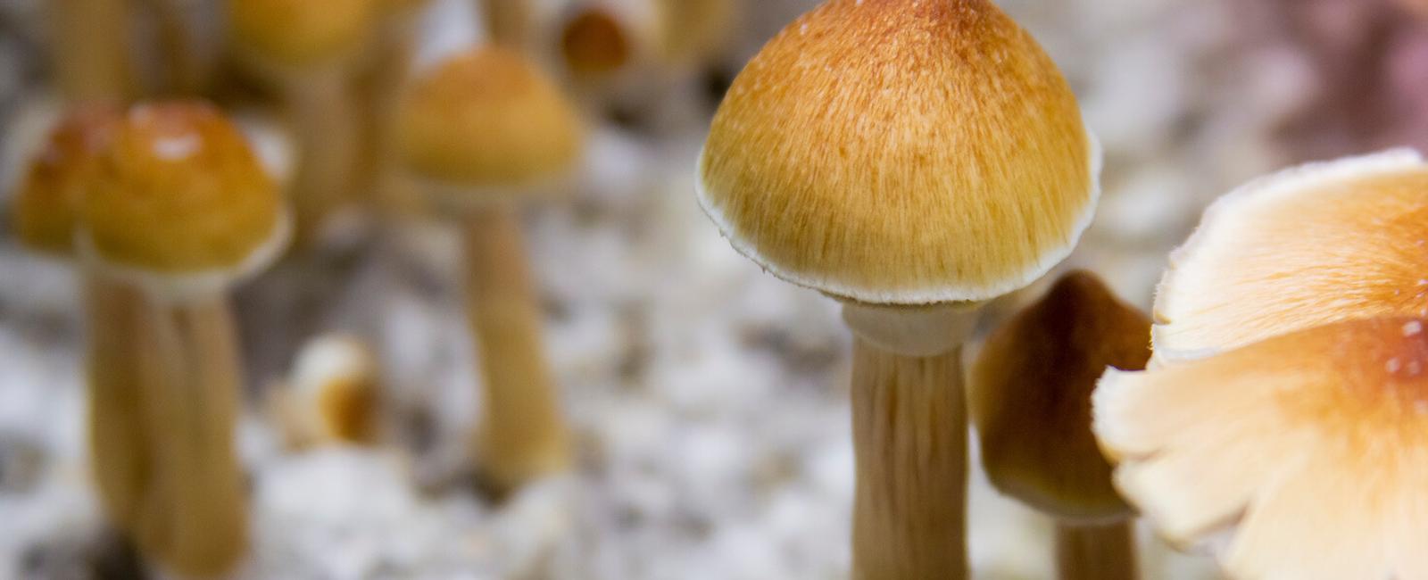 The Complete Guide to Psilocybe Cubensis