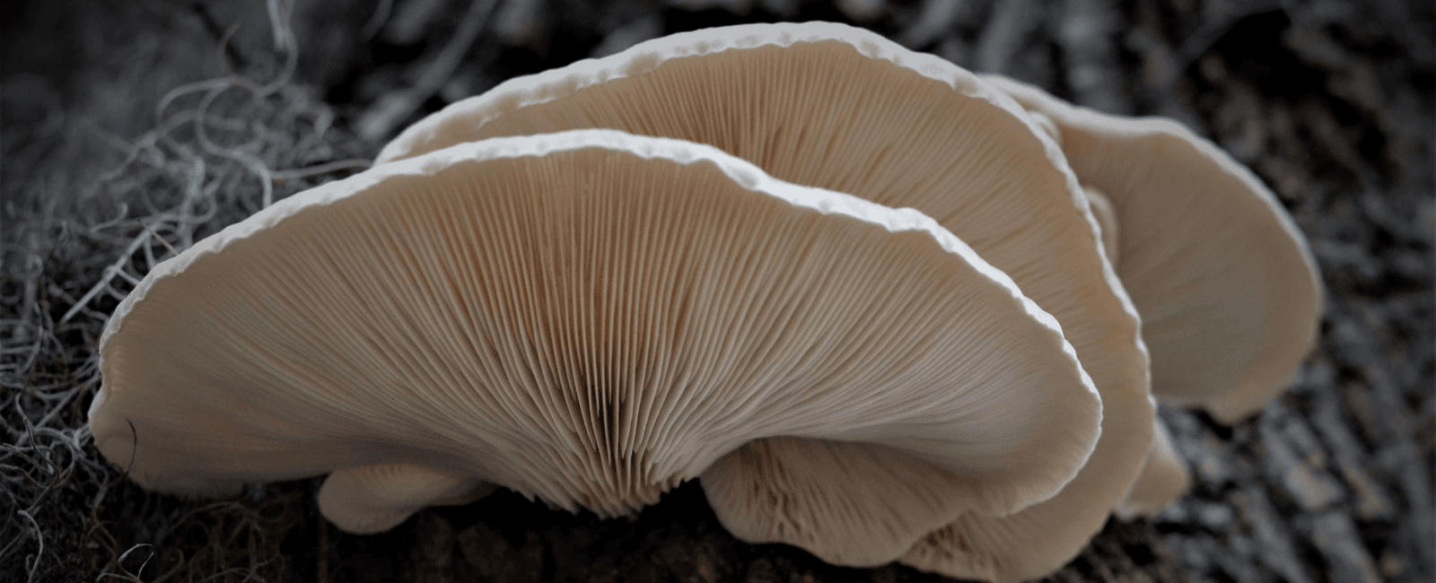 Carnivorous Oyster Mushrooms May Hold the Key to Natural Pesticides