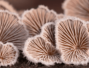 The Split Gill Mushroom Has More Than 23,000 Sexes