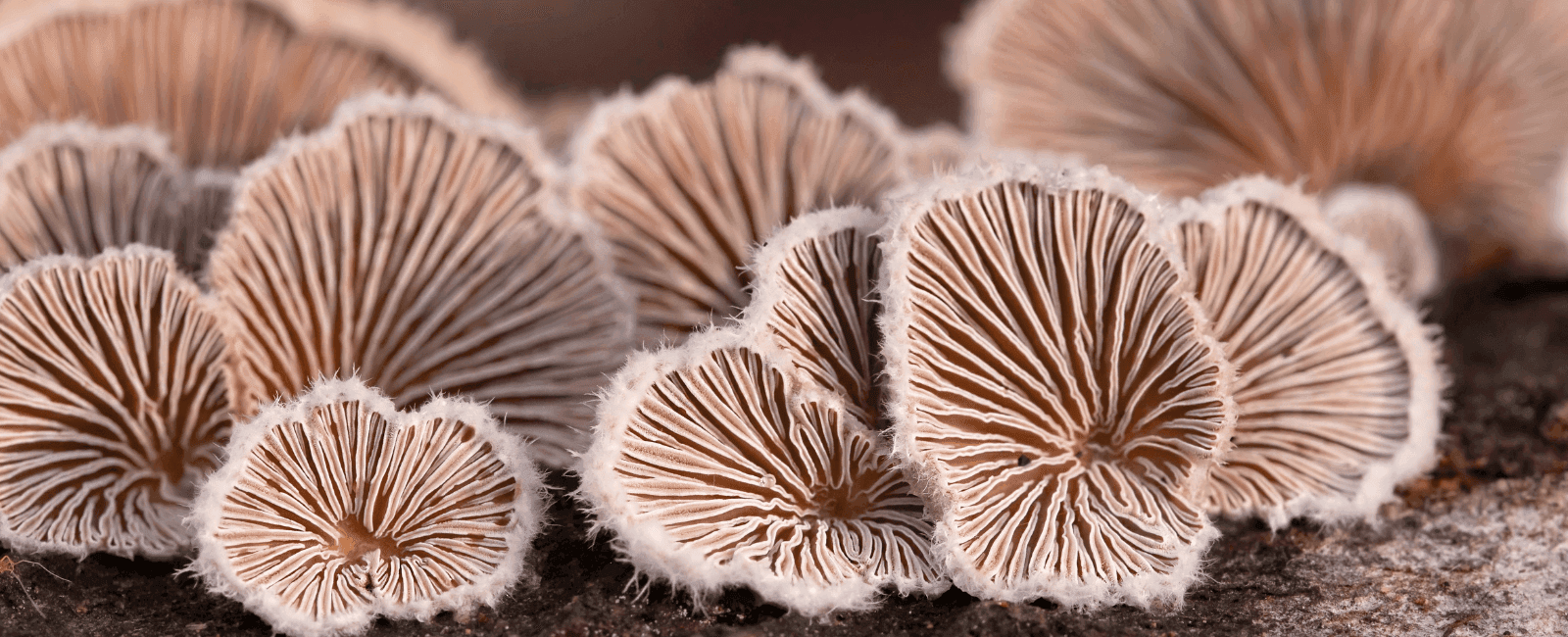 The Split Gill Mushroom Has More Than 23,000 Sexes