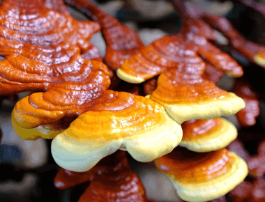 Reishi's Role in Alzheimer’s Therapy: New Study Reviews Its Natural Potential