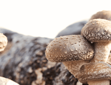 Researchers Determine the Ideal Substrate for the Most Nutritious Shiitake Mushrooms
