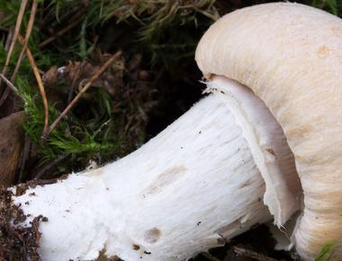 The Complete Guide to Gypsy Mushroom
