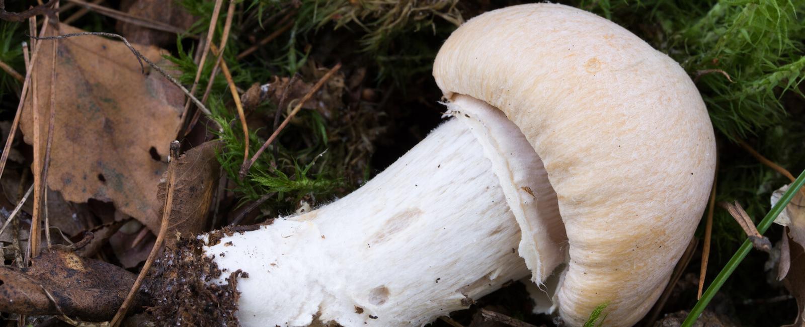The Complete Guide to Gypsy Mushroom
