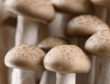 12 Simple, Delicious Shimeji Mushroom Recipes