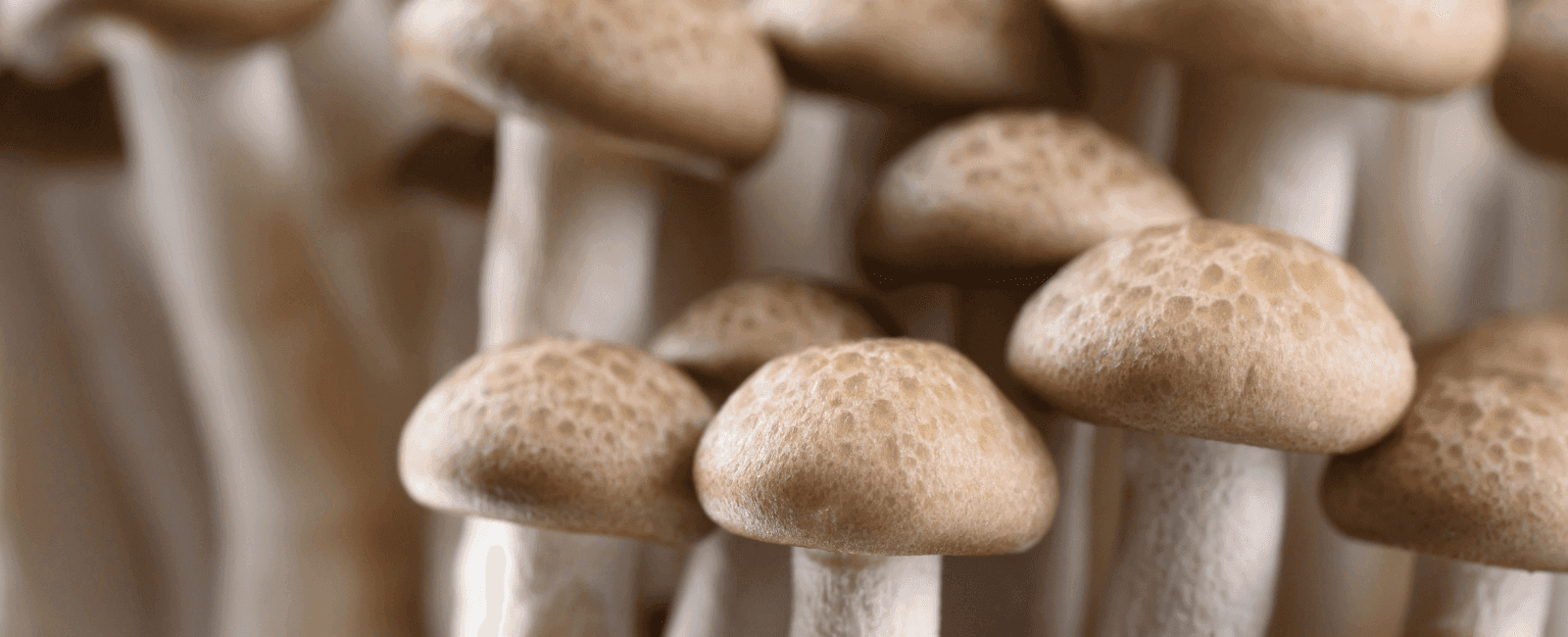 12 Simple, Yet Delicious Shimeji Mushroom Recipes