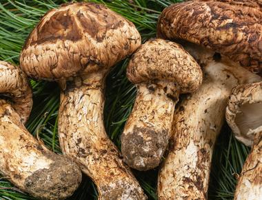 The Complete Guide to Songyi Mushrooms