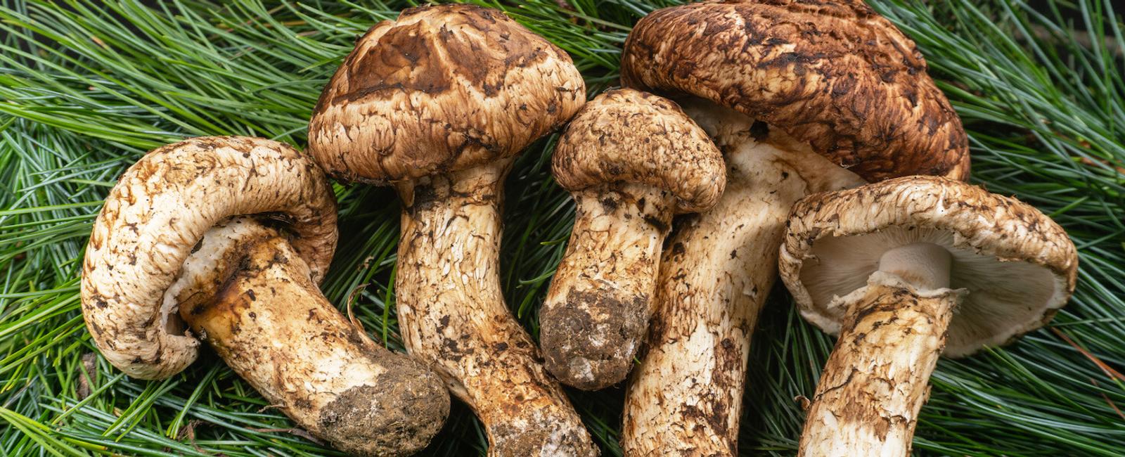 The Complete Guide to Songyi Mushrooms