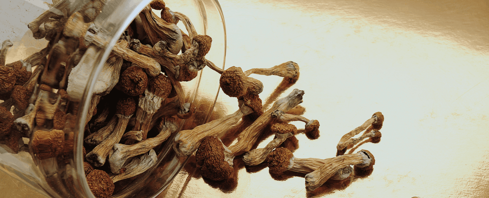 Cancer Patients are Suing the DEA for the Right to Try Psilocybin in a Lengthy Legal Battle