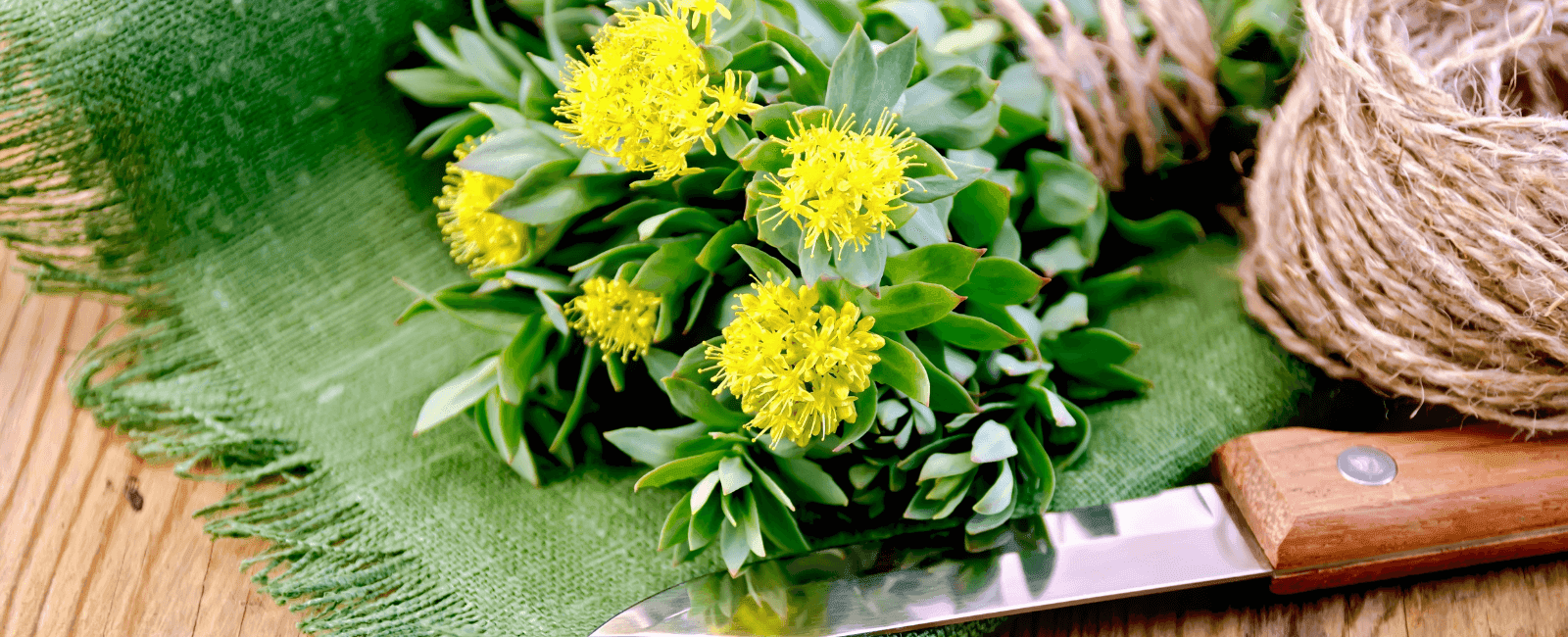 A Complete Guide to Rhodiola Rosea Supplements: History, Health Benefits, and Tips