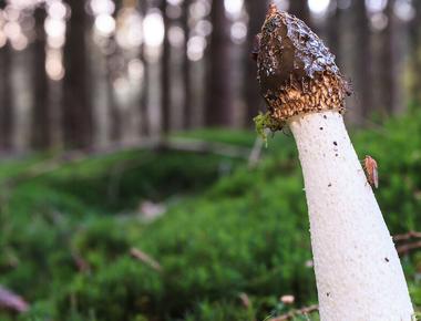 The Complete Guide to Stinkhorn Mushrooms