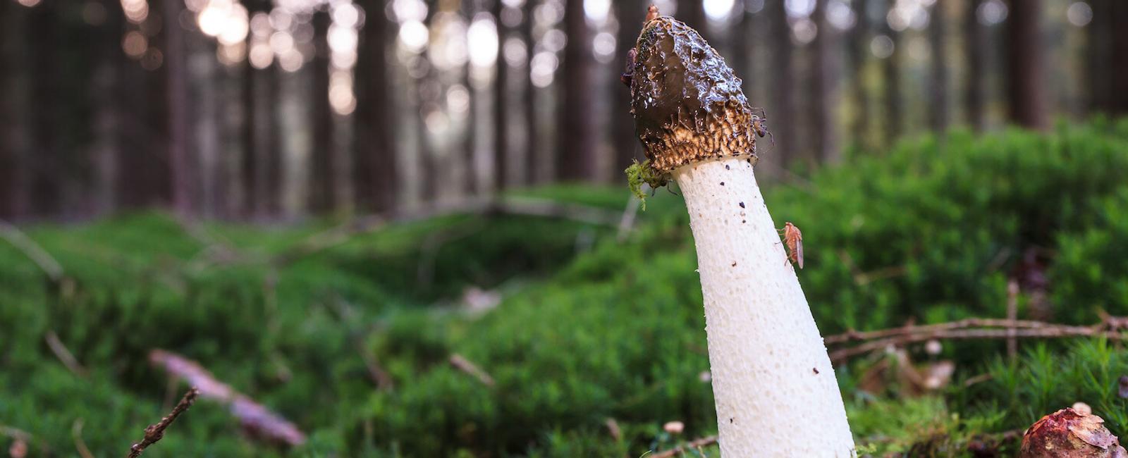 The Complete Guide to Stinkhorn Mushrooms