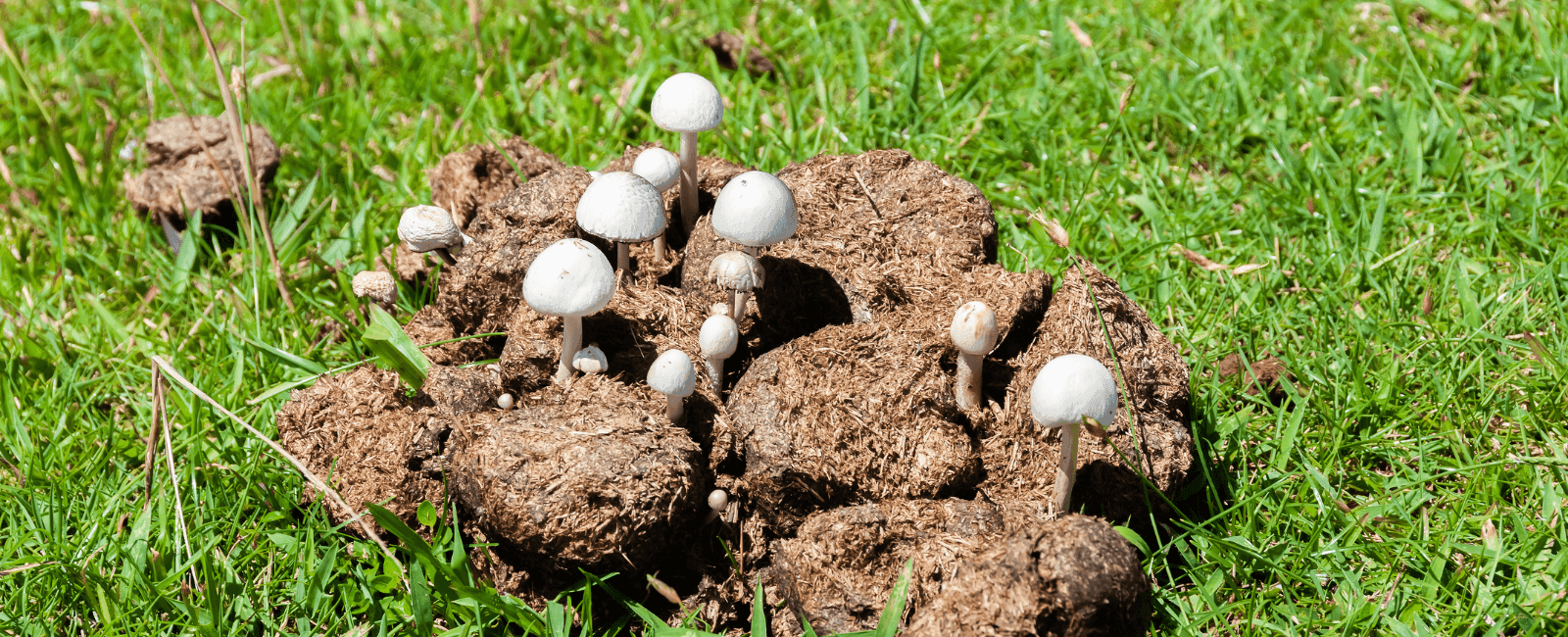 Mushrooms in Manure: A Guide to Coprophilous Fungi