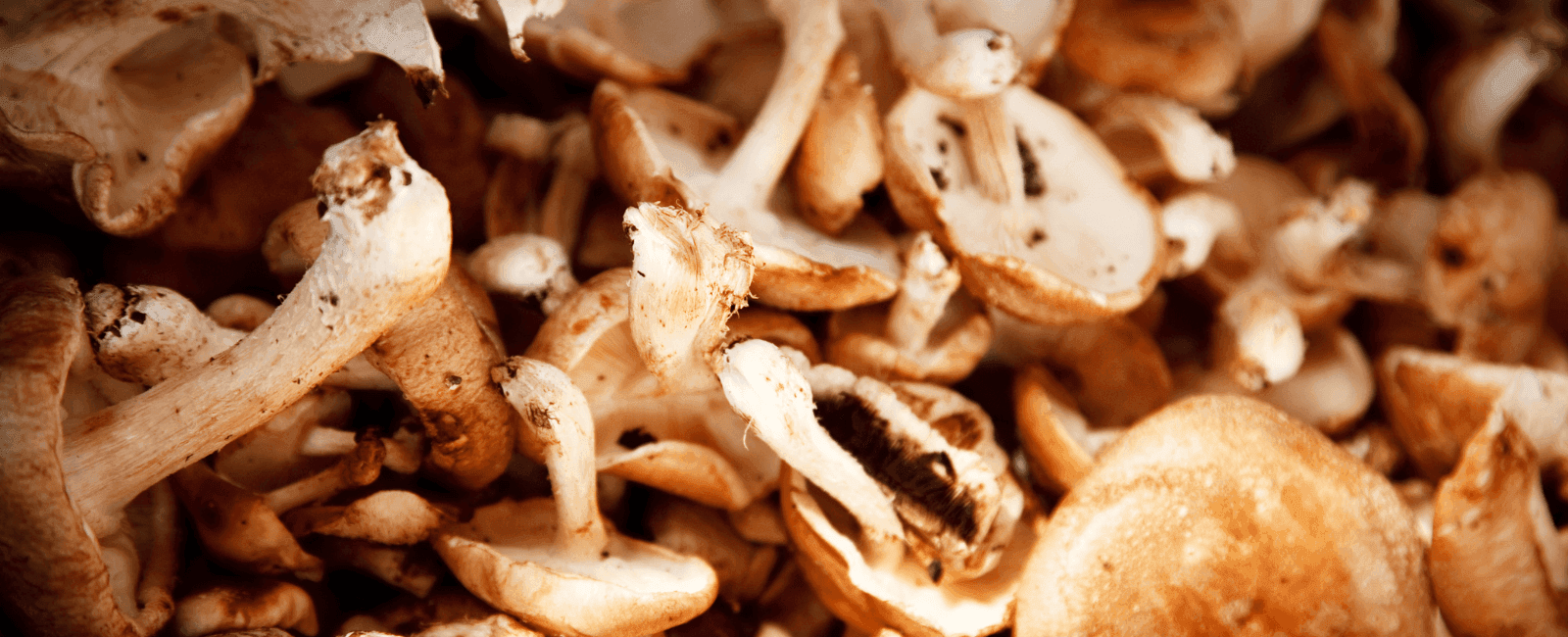 Shiitake Mushrooms Can Reduce Effects of Aging, According to New Study