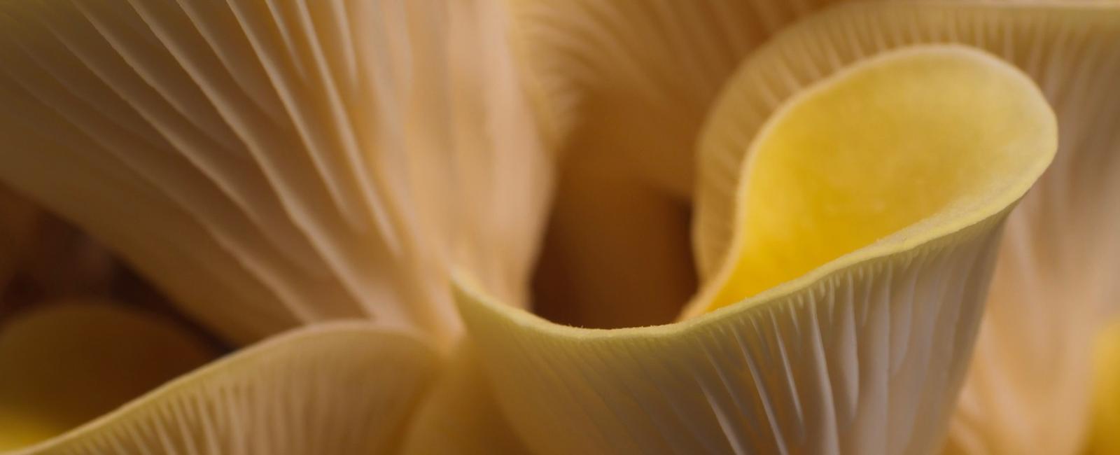 The Complete Guide to Golden Oyster Mushrooms