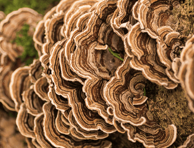 Reap the Medicinal Benefits of Turkey Tail with 6 Recipes