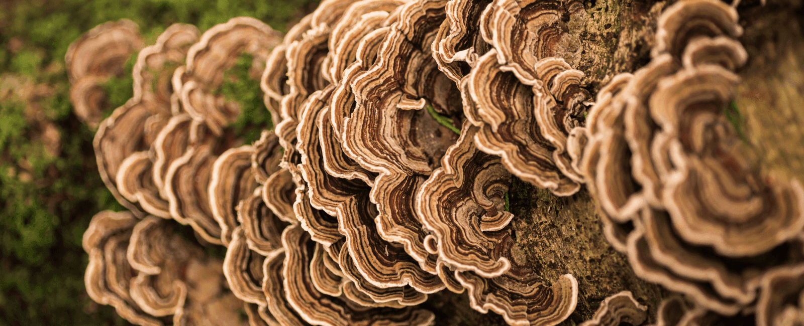 Reap the Medicinal Benefits of Turkey Tail with 6 Recipes