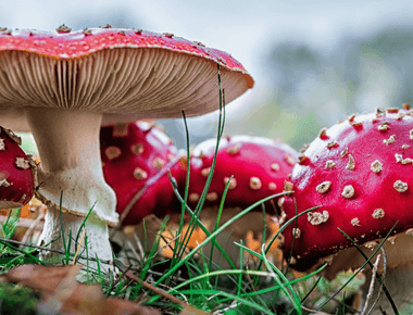 Toadstools vs. Mushrooms: Different Species or Just Wordplay? 