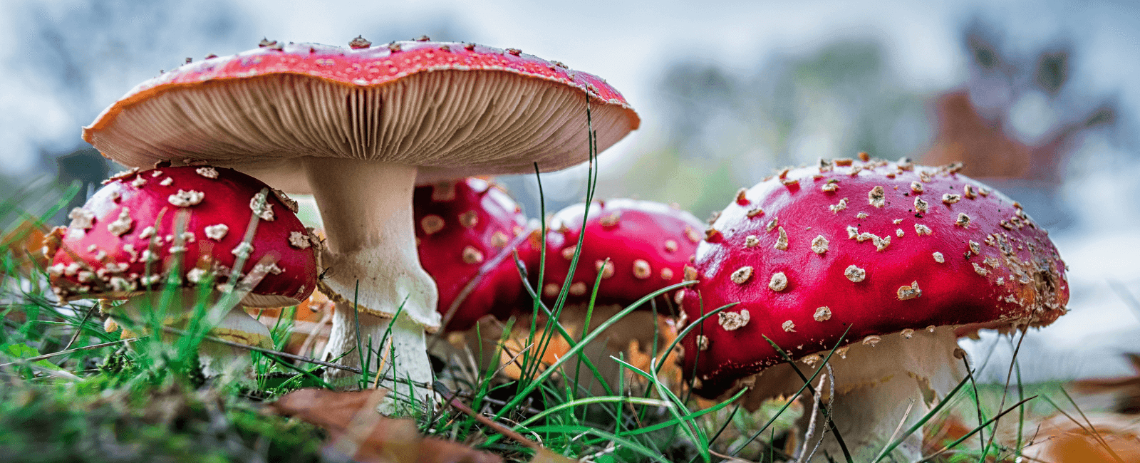 Toadstools vs. Mushrooms: Different Species or Just Wordplay? 