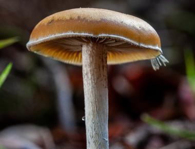The Complete Guide to "Subs," Psilocybe Subaeruginosa Mushrooms