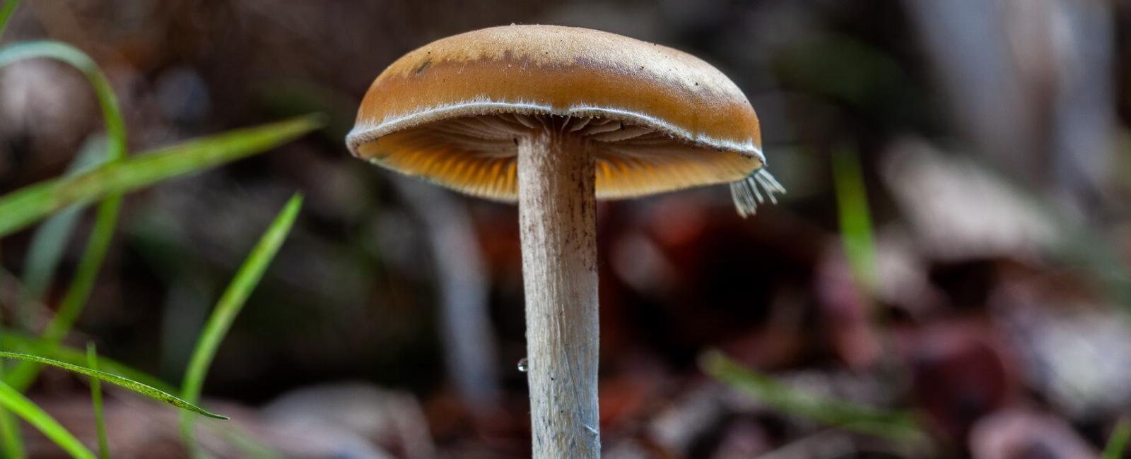 The Complete Guide to "Subs," Psilocybe Subaeruginosa Mushrooms