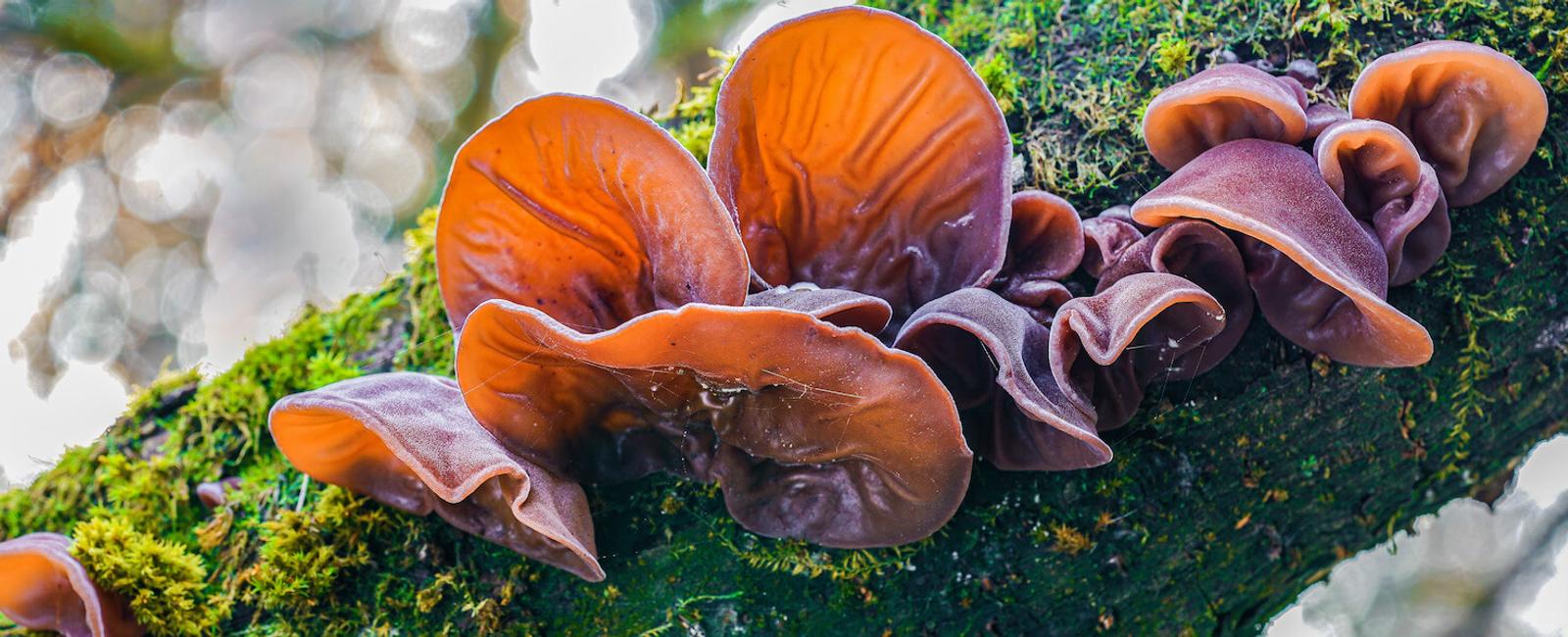 The Complete Guide to Wood Ear Mushrooms