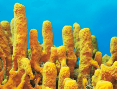 Marine Fungi Found on Sea Sponges Show Promising Potential in Treating Drug-Resistant Infections
