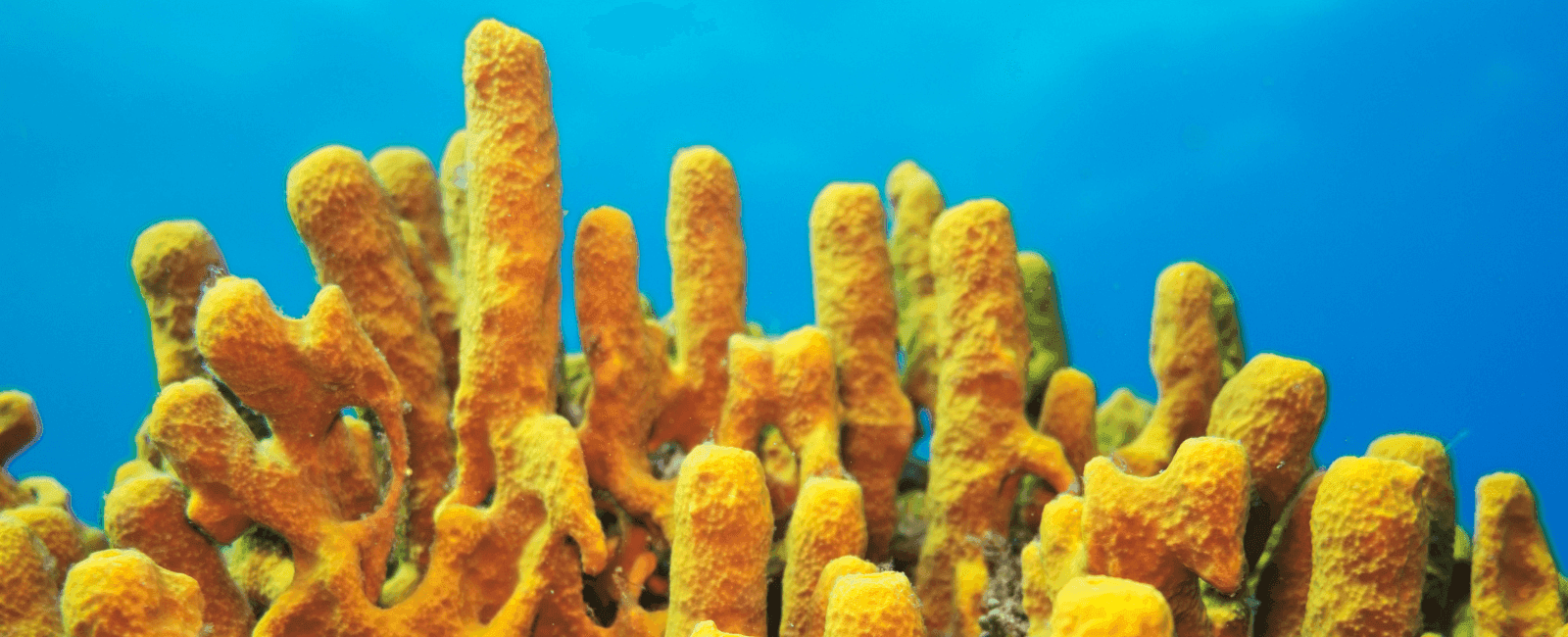 Marine Fungi Found on Sea Sponges Show Promising Potential in Treating Drug-Resistant Infections