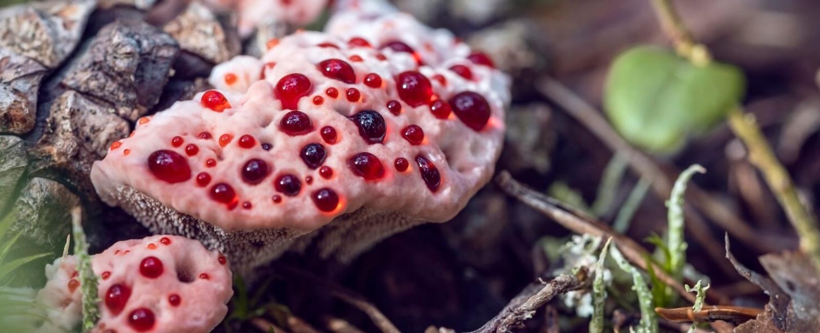 The Complete Guide to Bleeding Tooth Fungus